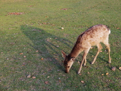 奈良公園の鹿と夕暮れ