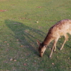 奈良公園の鹿と夕暮れ