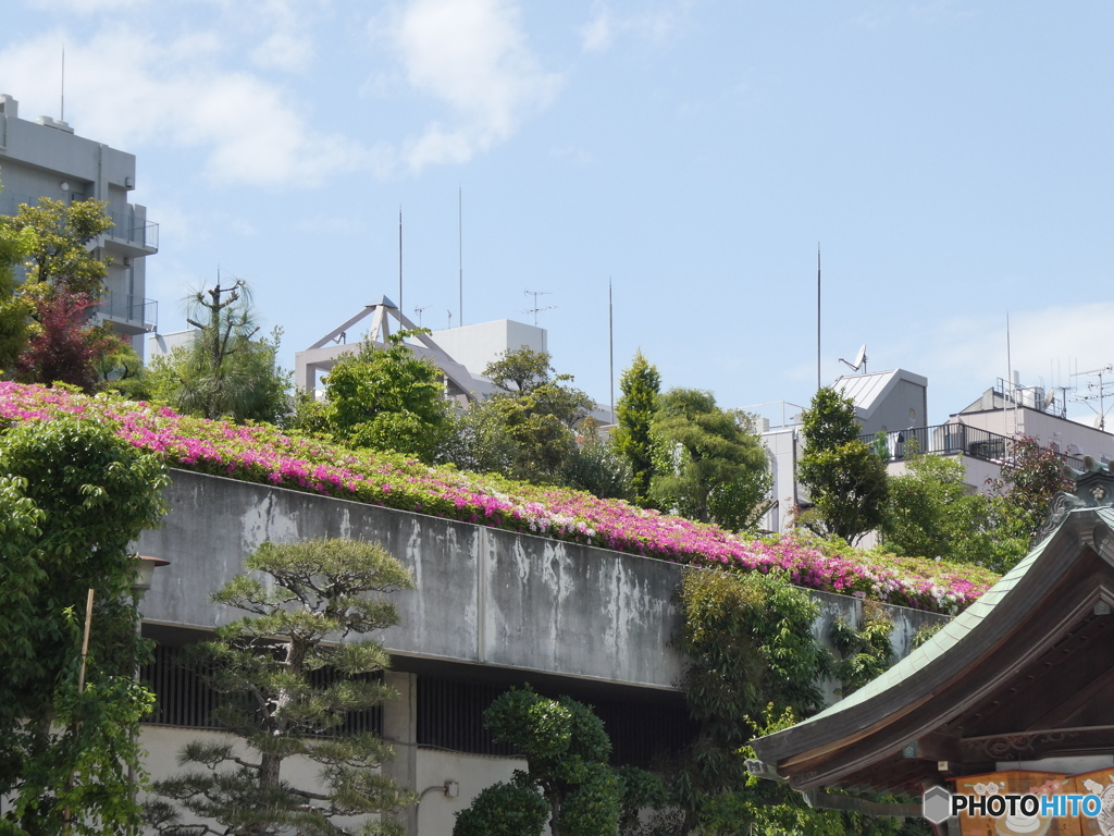 空のつつじ