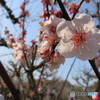 光を受けた白梅