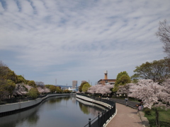 蓬川緑地の桜