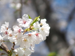 武庫川河川敷の桜