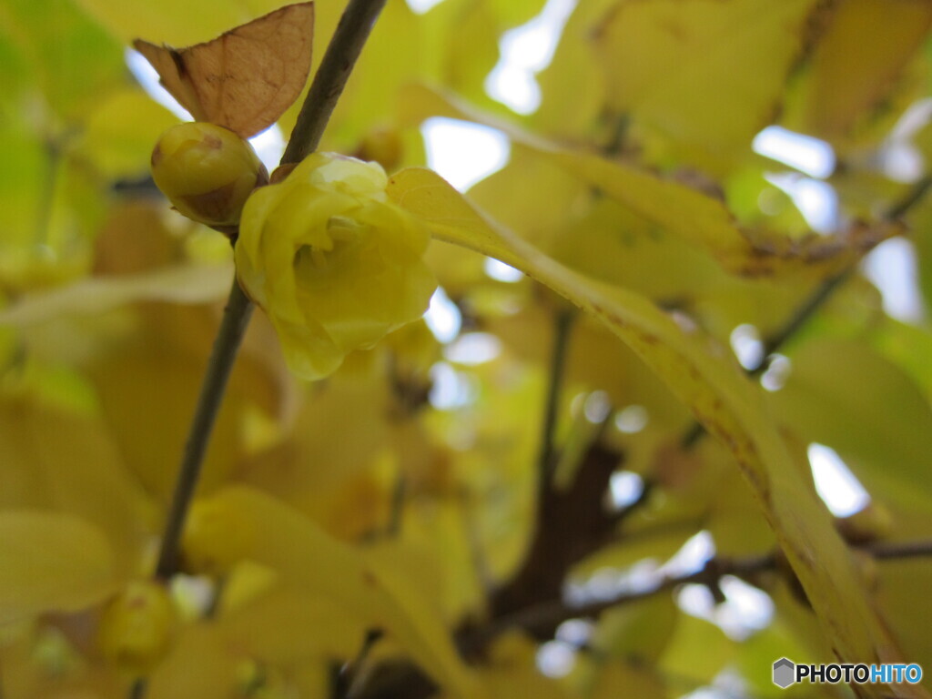 ロウバイの花