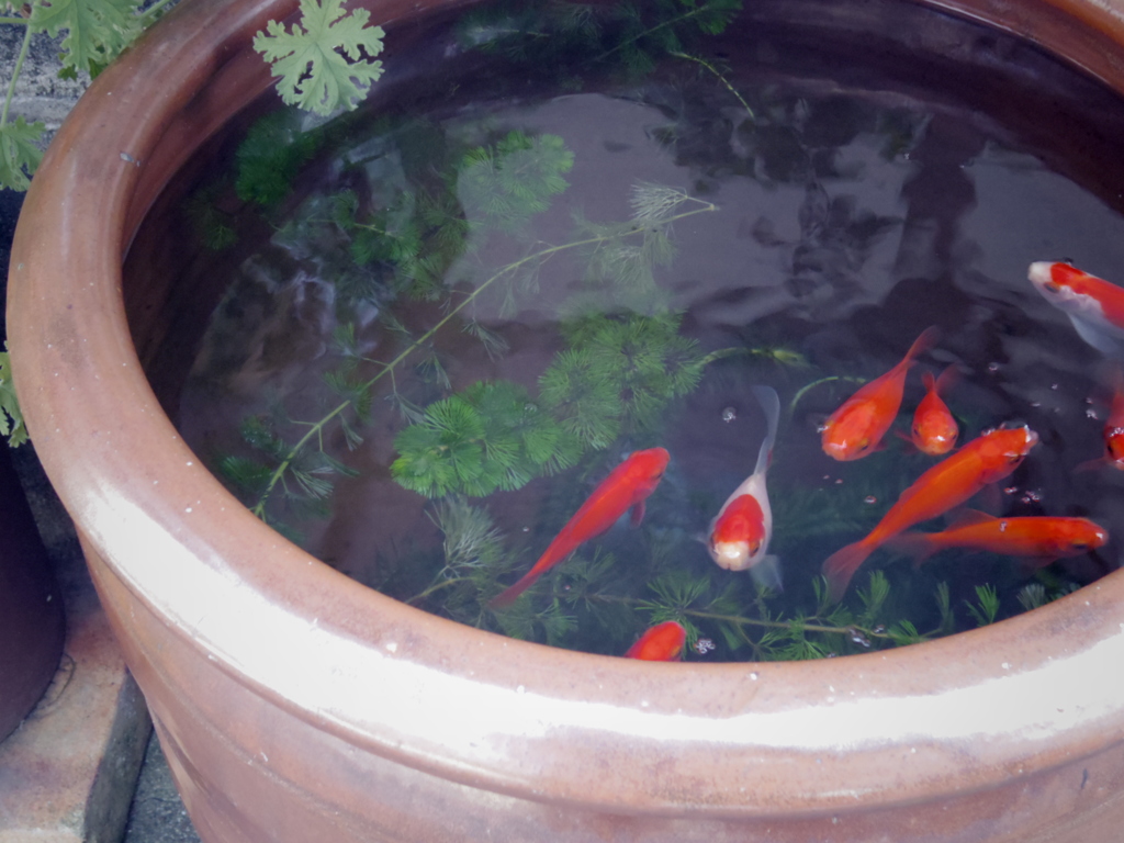 金魚