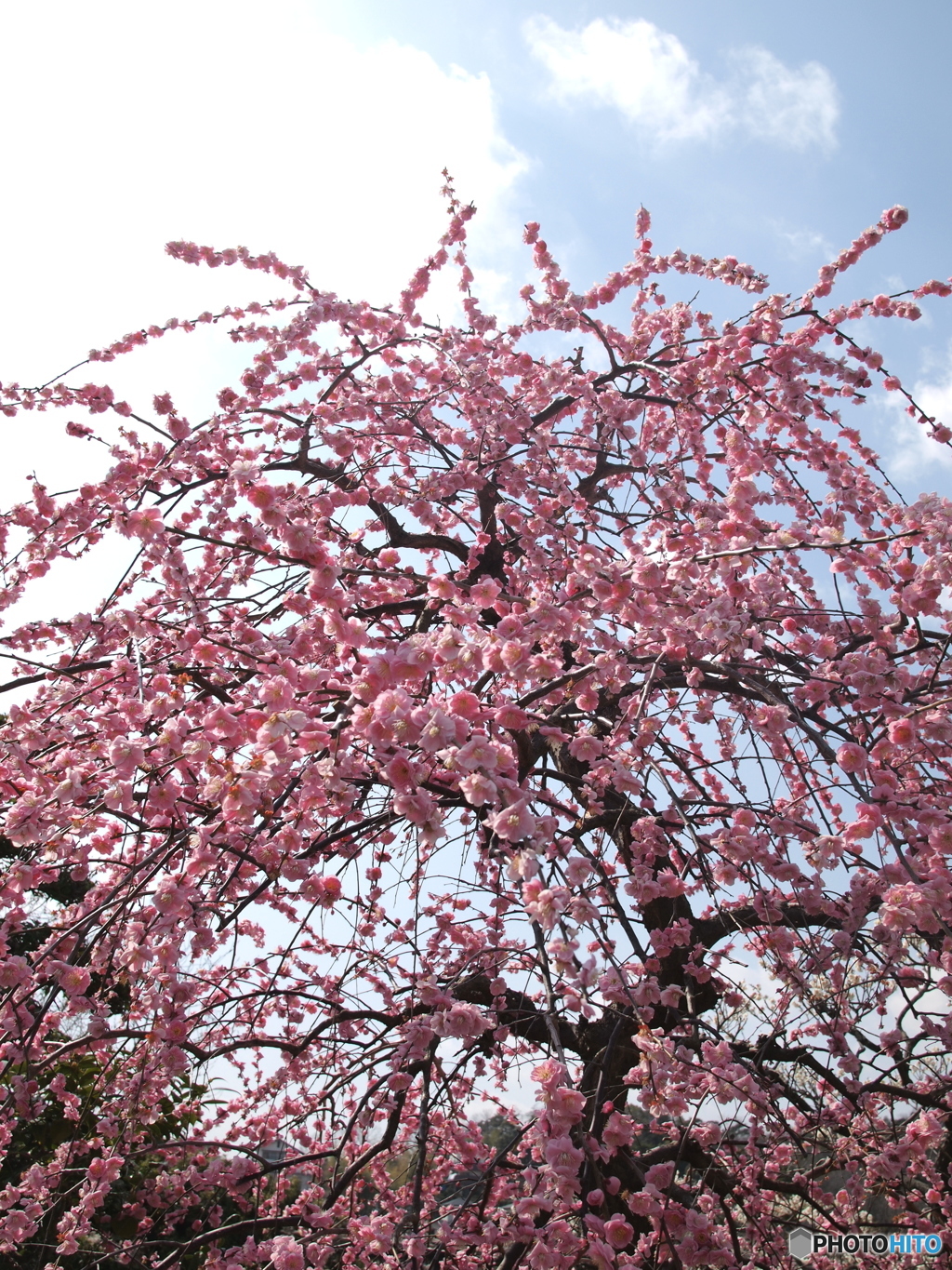 中山寺梅林のしだれ梅