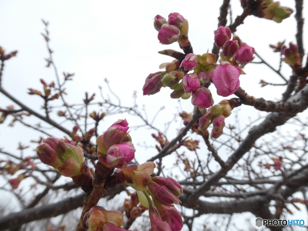 河津桜の蕾