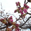 河津桜の蕾