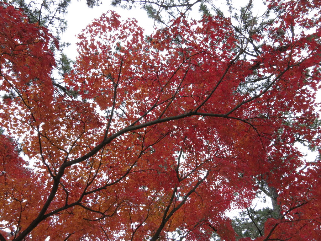 苦楽園の紅葉