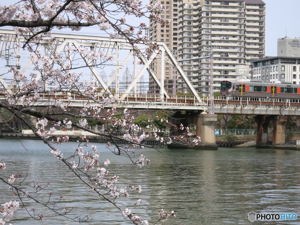 桜と環状線