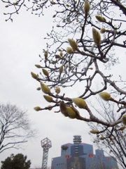 モクレンと扇町公園