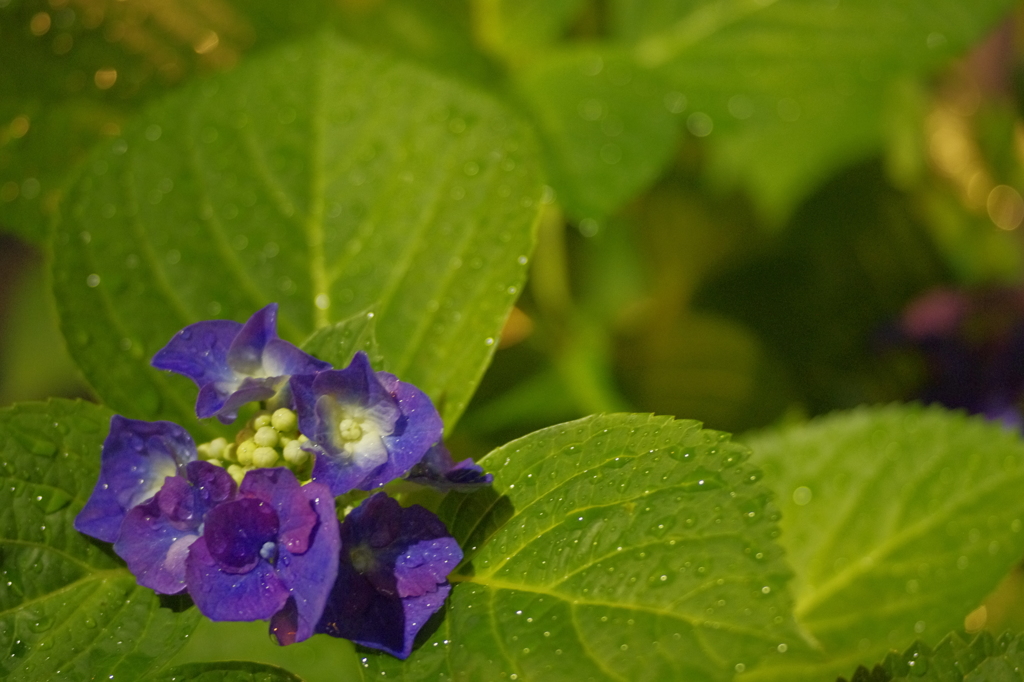 雨上がりの夜の紫陽花