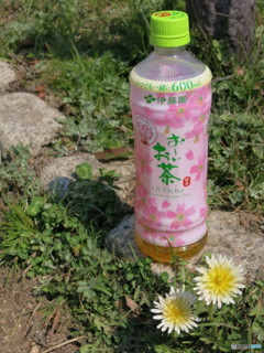 春のお茶とタンポポ