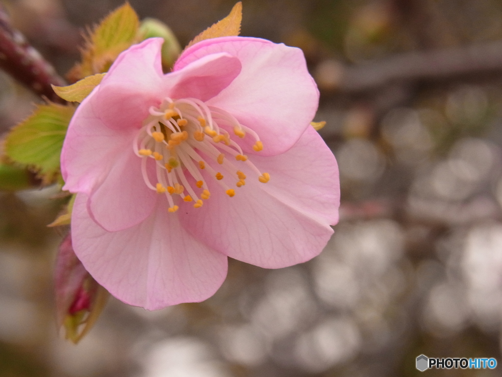 河津桜　今年第一号！