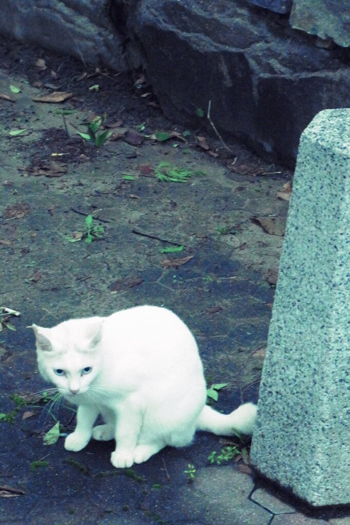 白猫のモデルさん