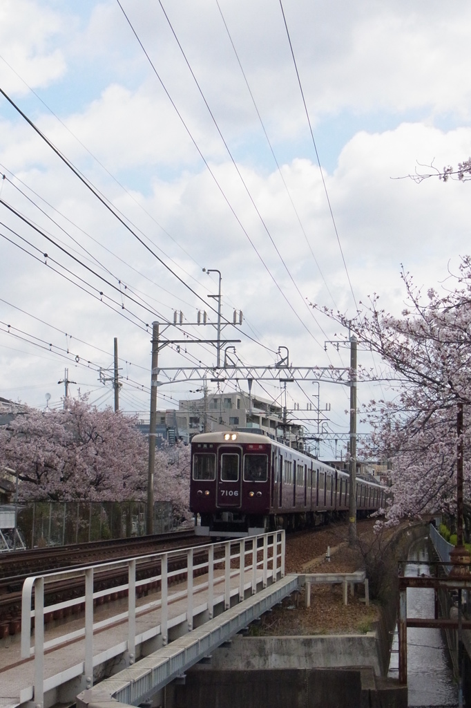 桜映す阪急電車
