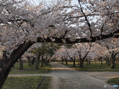 桜トンネル