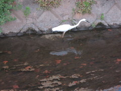 住宅街の白鷺