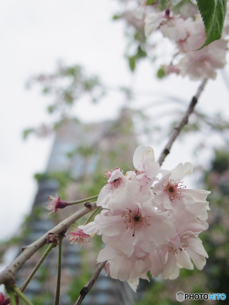 枝垂れ桜