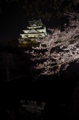 天守閣、夜桜、水鏡