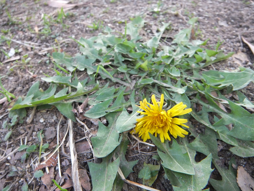 季節外れのタンポポ