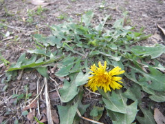 季節外れのタンポポ