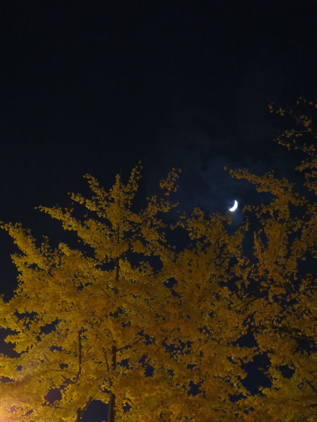 三日月と銀杏