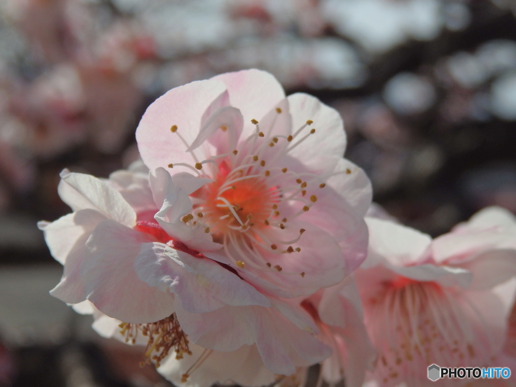 梅の花