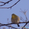 もふもふと 桜まちわび 春めじろ