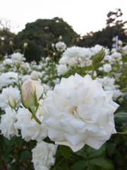 白いバラ
