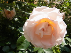 mild pink rose