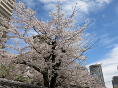 善導寺の桜