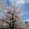 善導寺の桜