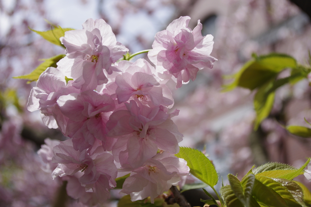 福桜