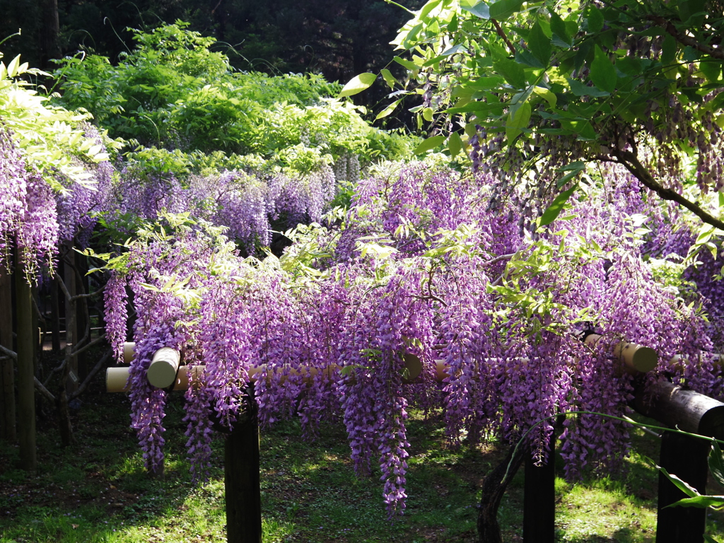 春日大社　植物園の藤棚