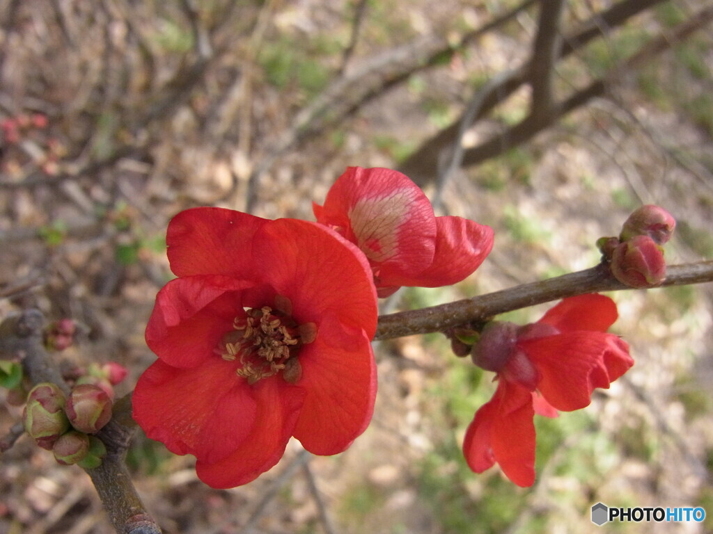 ボケの花