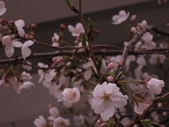 お寺の桜