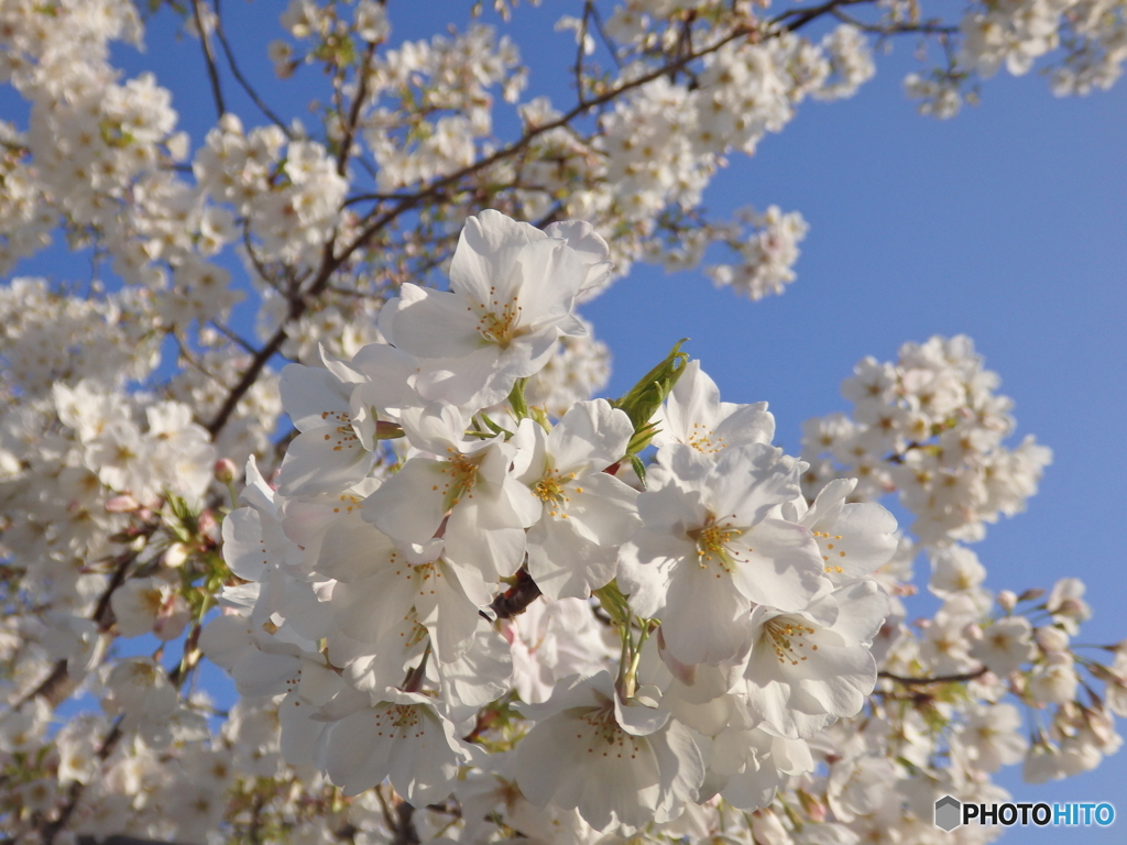 大島桜と青空