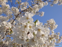 大島桜と青空