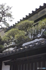 松と民家