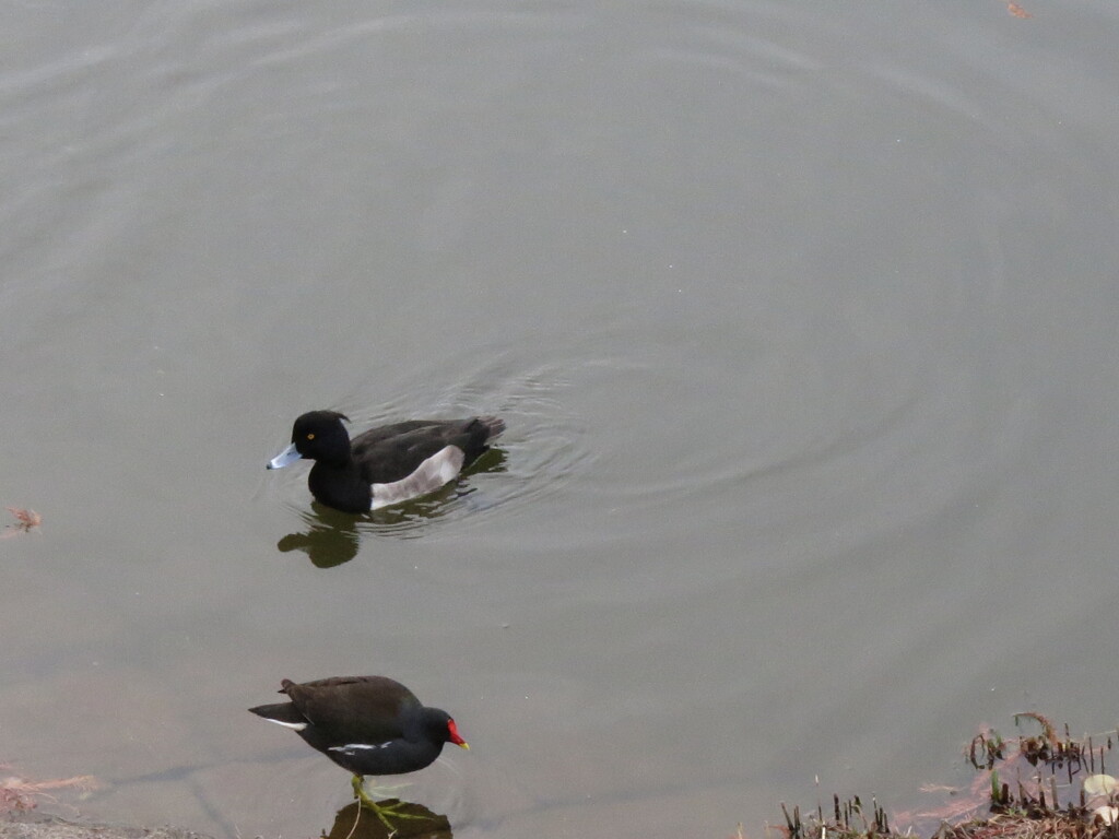 キンクロハジロとバン