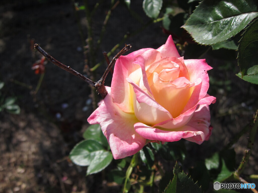 rose