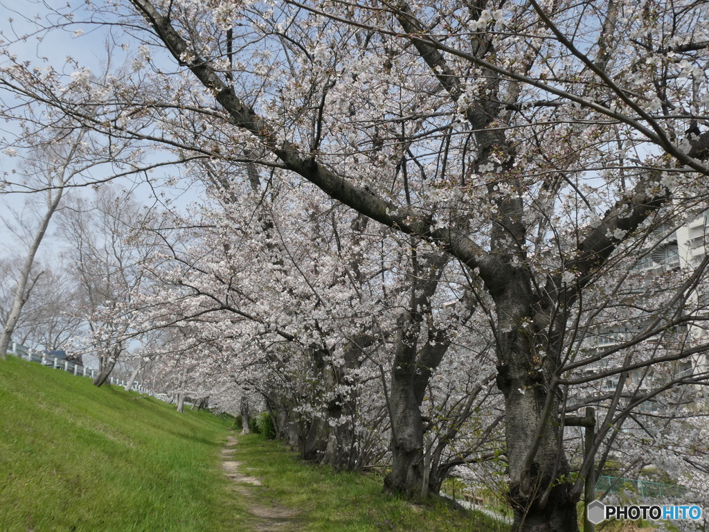 武庫川河川敷の桜 桜並木