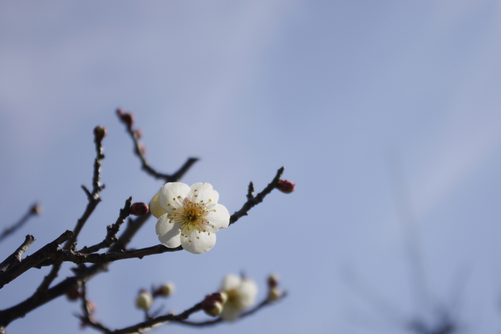 the plum