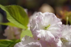 ほんのり輝く松月桜