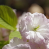 ほんのり輝く松月桜