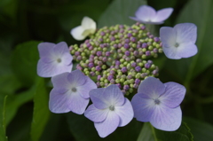 城北菖蒲園のガクアジサイ