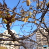 河津桜の蕾