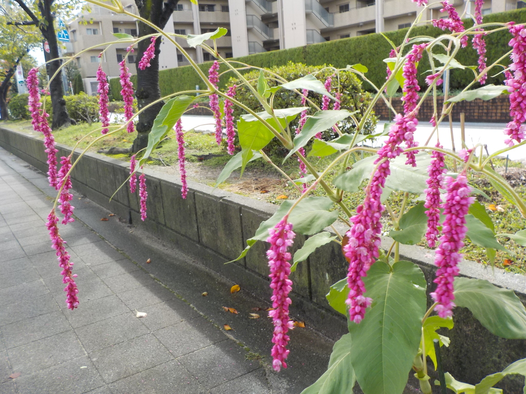 遊歩道と紫の花