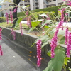 遊歩道と紫の花