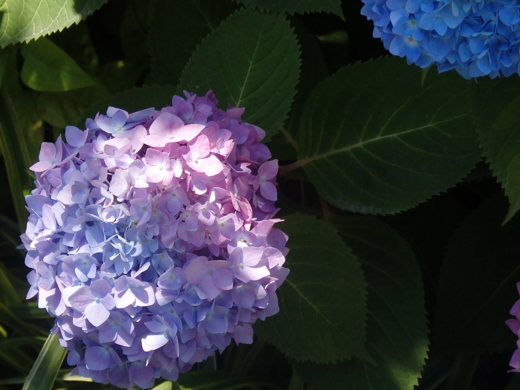 日差しと紫陽花